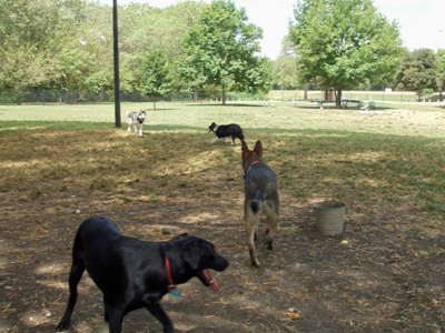 Dog Park Aug 23 04.JPG